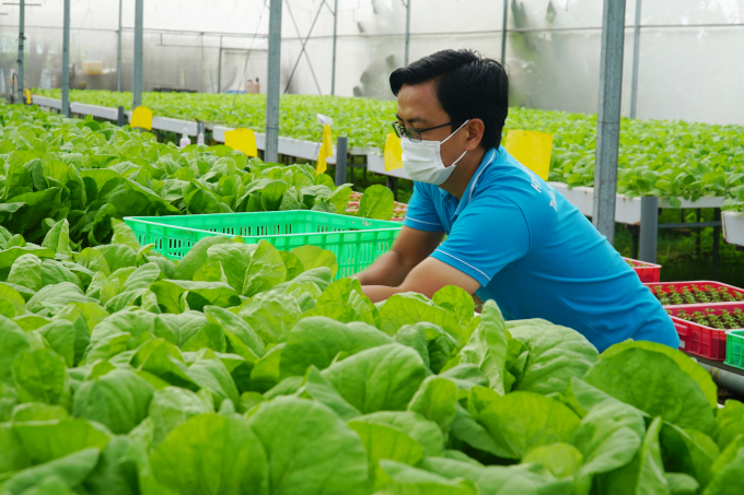 Sản xuất rau an toàn tại HTX Nông nghiệp Tuấn Ngọc, TP. Thủ Đức. Ảnh: Ng.Thủy.