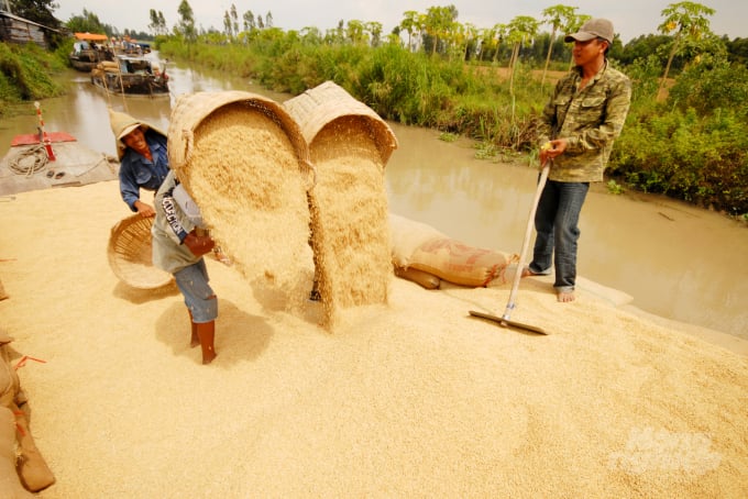 watermark_anh-4-1036_20210913_265.jpg Rải vụ là giải pháp mang lại nhiều lợi ích như đảm bảo nguồn cung lúa gạo xuất khẩu liên tục, giảm giá thành, tăng giá bán... Ảnh: Lê Hoàng Vũ.