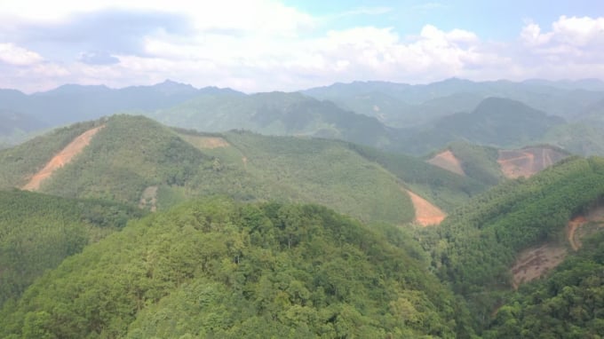 1-1812_20210904_866.jpg Tổng diện tích rừng tham gia dự án quản lý rừng bền vững và cấp chứng chỉ rừng FSClên đến 921 ha. Ảnh: Toán Nguyễn.