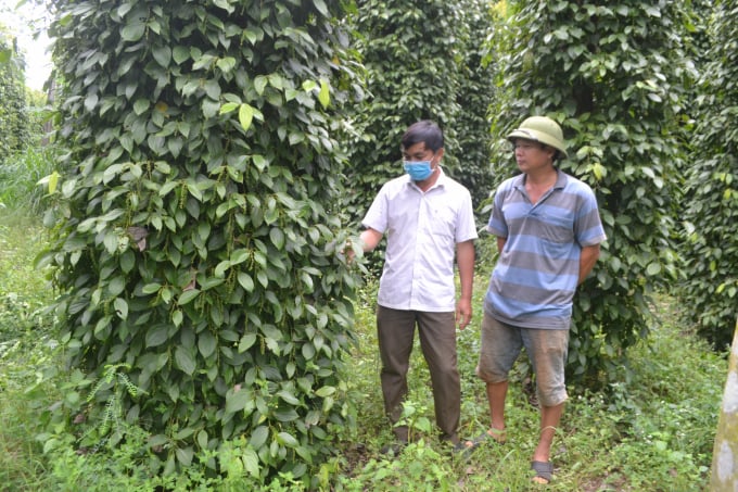 Vườn tiêu trồng theo hướng hữu cơ của gia đình anh Bùi Quốc Hay (áo phông), Giám đốc HTX Tiêu sạch bền vững Hưng Phước. Ảnh: Trần Trung.