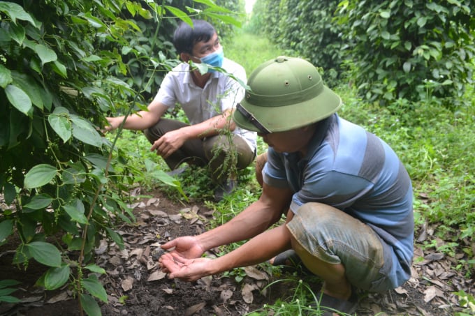 Nhờ tuân thủ theo quy trình sản xuất hữu cơ, hệ vi sinh vật trên các vườn tiêu đã được phục rất tốt. Ảnh: Trần Trung.