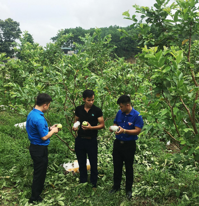 Vườn ổi lê sản xuất theo hướng hữu cơ của gia đình Nguyễn Văn Cường. Ảnh: Bá Thắng.