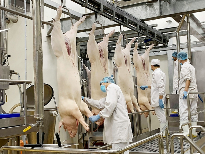 Livestock industry in Vietnam has still developed below its potential. Photo: TL.