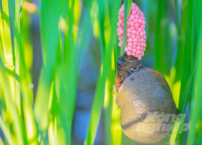 Some provinces in the Mekong Delta currently are sowing for the autumn-winter crop 2021. However, the frequent rainy weather is causing difficulties in managing golden apple snails that damage rice. Photo: Le Hoang Vu.