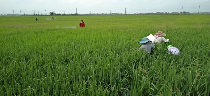 Using technological solutions will be a great help for monitoring, and forecasting pests and diseases. Photo: PPD.