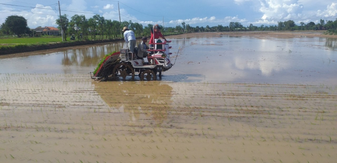Cấy bằng máy ở cánh đồng lúa sạch Tăng Hoà. Ảnh: HTX Tăng Hoà.