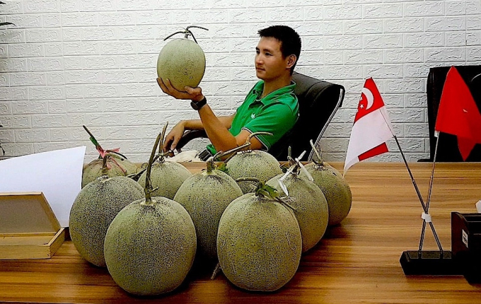 Sau khi thành công với các loại rau, hiện dưa lưới cũng là sản phẩm được Vifarm canh tác thành công với cùng quy trình, công nghệ hữu cơ, an toàn. Ảnh: Minh Sáng.