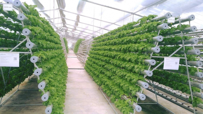 Mô hình sản xuất rau hữu cơ của Vifarm đầu tư cao, nhưng là cơ hội để vươn ra nước ngoài. Ảnh: KHT.