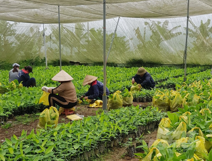 watermark_z2773303590046_5427f789c07d3167925228511e267bcc-0800_20210921_311.jpg Khu trang trại chuối của anh Cường hiện giải quyết việc làm cho hàng trăm lao động tại địa phương. Ảnh: NVCC.