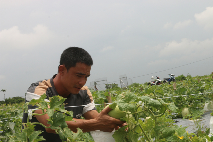 Dưa hữu cơ có giá trị cao và được thị trường ưa chuộng. Ảnh: Đinh Mười. 