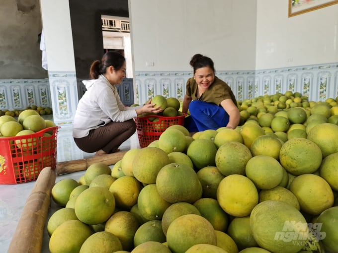 watermark_z2814972615481_b88cf0276218e1be74f5d15669088333-2340_20211003_643.jpg Ảnh hưởng của dịch Covid-19 nên việc thông thương khó khăn, giá bưởi Soi Hà loại một chỉ đạt từ 15.000 đến 18.000 đồng/quả tùy nhà vườn. Ảnh: Đào Thanh.