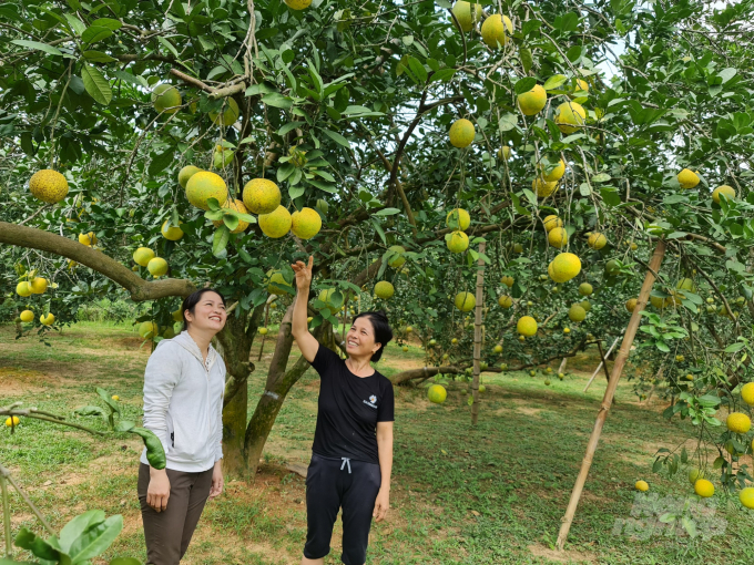 watermark_z2815009463089_8954ccea2b702f0ee10b5bce2f4e7a53-2342_20211003_199.jpg Những cây bưởi 30 năm tuổi của gia đình bà Lộc Thị Trọng cũng chỉ đạt 18.000 đồng/quả, trong khi những năm trước đạt từ 30.000 đến 35.000 đồng/quả. Ảnh: Đào Thanh.