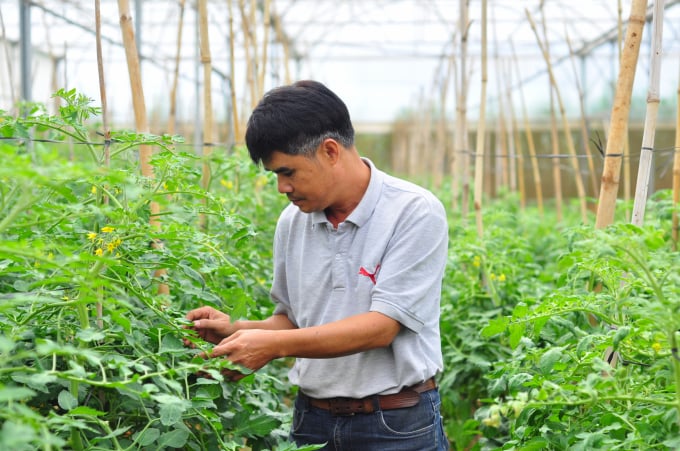 Gia đình ông Nguyễn Quốc Thắng thực hiện mô hình nông nghiệp hữu cơ trên diện tích 15ha ở huyện Đơn Dương, Lâm Đồng. Ảnh: M.H.