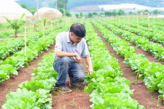Trên diện tích 15ha, ông Nguyễn Quốc Thắng chia thành nhiều phân khu. Trong đó bao gồm vùng đệm, đồng cỏ chăn nuôi bò, chuồng trại chăn nuôi và khu vực trồng rau, vườn ươm. Ảnh: M.H.
