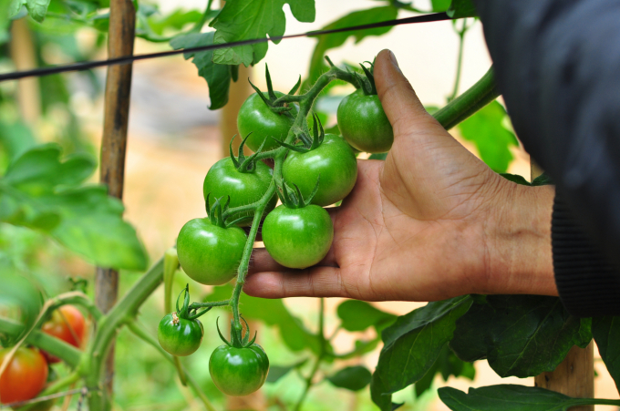Sản phẩm cà chua hữu cơ của gia đình ông Thắng. Ảnh: M.H.