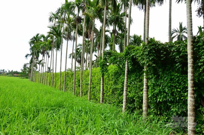 watermark_2-0953_20211005_675.jpg Một hàng rào làm bằng cau và cây xanh. Ảnh: Dương Đình Tường.