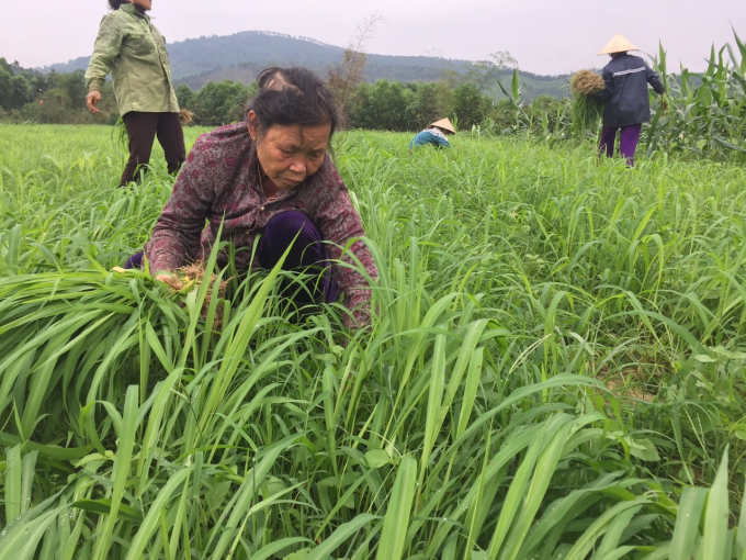 07552624c5406b8f4ec7bc99e5d6-075526.jpg Bà con thôn Ao Tròn, xã Sơn Tiến năm nay đã không còn lo việc thiếu thức ăn cho gia súc vào mùa nắng hạn. Ảnh: