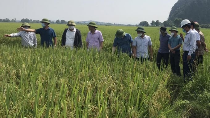 Việc xây dựng được mô hình thâm canh, với các gói kỹ thuật đồng bộ, giảm chi phí sản xuất tại xã miền núi Hà Tiến là nỗ lực lớn của nông dân và chính quyền địa phương. Ảnh: LNC.