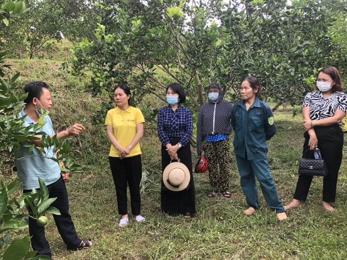 16501058img-1409-165010.jpg Nhiều mô hình khôi phục các vườn cây có múi bị thoái hóa, sâu bệnh, năng suất thấp đang được ngành nông nghiệp Hòa Bình lan tỏa tới nhà vườn. Ảnh: Thanh Hằng.