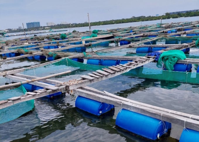 vung-nuoi-cam-nghia-1440_20211013_17.jpg Chi cục Chăn nuôi và Thú y Khánh Hòa khuyến cáo biện pháp phòng bệnh vi khuẩn cho cá, người nuôi cần thả cá với mật độ thích hợp. Ảnh: KS.