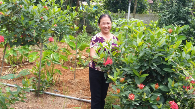 Tiền bán cây cảnh mang đến nguồn thu đều đặn cho gia đình bà Thúy. Ảnh: NH.