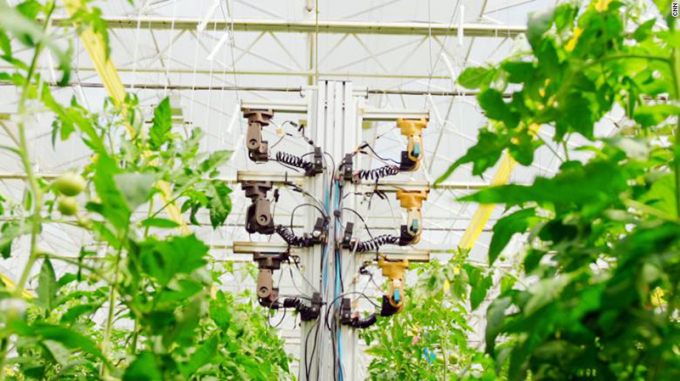 211004163231-10-appharvest-t4g-exlarge-169-1342_20211014_237.jpg Robot được sử dụng ngày càng nhiều trong nhà kính và các mô hình canh tác hiện đại.