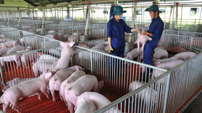 Input costs of the Vietnamese livestock industry still remain high in the region. Photo: TL.