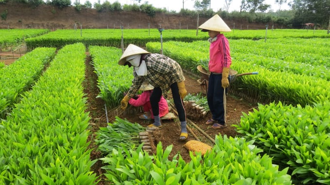 Vườm ươm giống cây lâm nghiệp ở xã Sơn Định, huyện Sơn Hòa. Ảnh: Mạnh Hoài Nam.