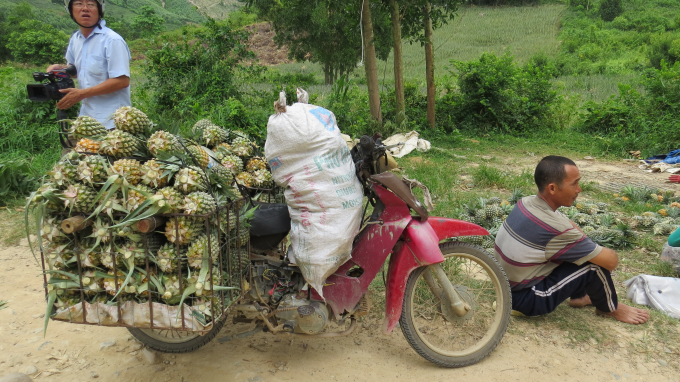 Chuyển khóm bằng ròng rọc từ rẫy cao xuống đường bán cho thương lái. Ảnh: Mạnh Hoài Nam.
