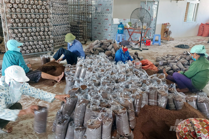 HTX Nông sản hữu cơ Trúc Phượng tạo công ăn việc làm thường xuyên cho 12 lao động với mức lương từ 4,5 – 6 triệu đồng/người/tháng và 20-30 lao động thời vụ. Ảnh: VD.