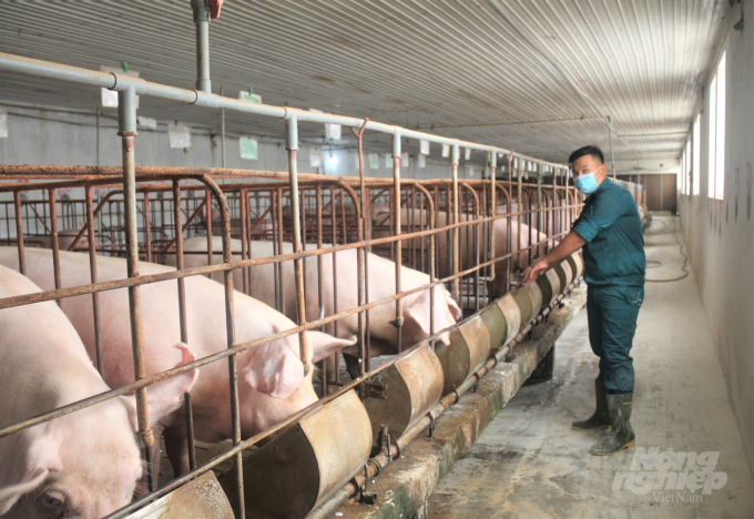 Chăn nuôi nông hộ phải sản xuất theo chuỗi, trong đó trung tâm là các doanh nghiệp. Ảnh: Phạm Hiếu.