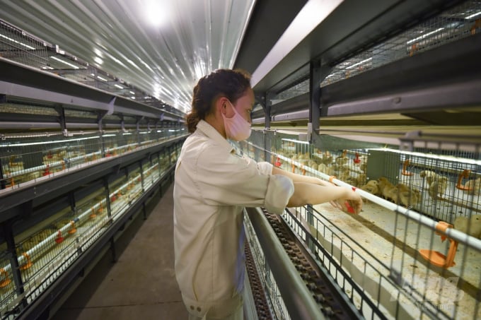 Deputy Minister Phung Duc Tien affirmed that in the next two to three years there will be many large-scale livestock production chains with a standard scale of goods ratio. Photo: Tung Dinh.