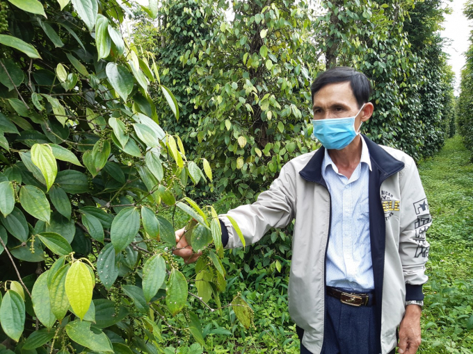 Ông Nguyễn Thành Châu bên vườn hồ tiêu hữu cơ. Ảnh: Đăng Lâm.