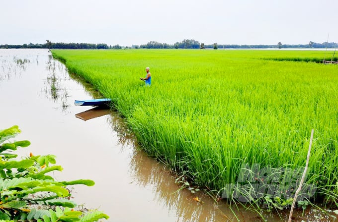 watermark_anh-1-1539_20211101_343.jpg Lúa mùa nổi ĐBSCL rất tốt tươi dù không hề phải bón bất kỳ loại phân, thuốc BVTV nào. Ảnh: Lê Hoàng Vũ.