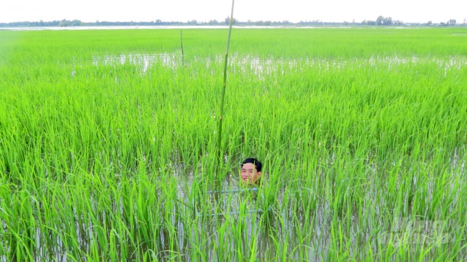 watermark_anh-3-1539_20211101_129.jpg Sản xuất lúa mùa nổi ở ĐBSCL. Ảnh: Lê Hoàng Vũ.