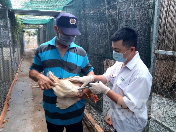 watermark_tiem-vac-xin-de-phong-cum-gia-cam--anh-hd-1028_20211101_66.jpg Chăn nuôi các tỉnh ĐBSCL đang chuyển mạnh sang quy mô tập trung, có kiểm soát tốt về dịch bệnh. Ảnh: HĐ.
