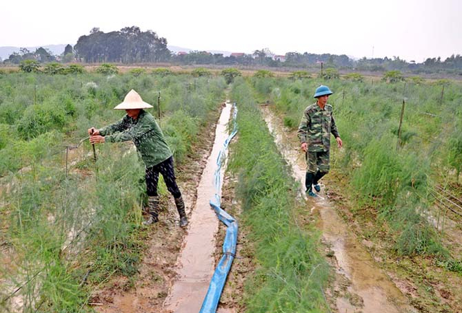 Nhiều HTX nông nghiệp ở Vĩnh Phúc đã chủ động chuyển đổi phương thức hoạt động, mạnh dạn đầu tư để vượt qua khó khăn do ảnh hưởng dịch bệnh. Ảnh: Phượng Bích.