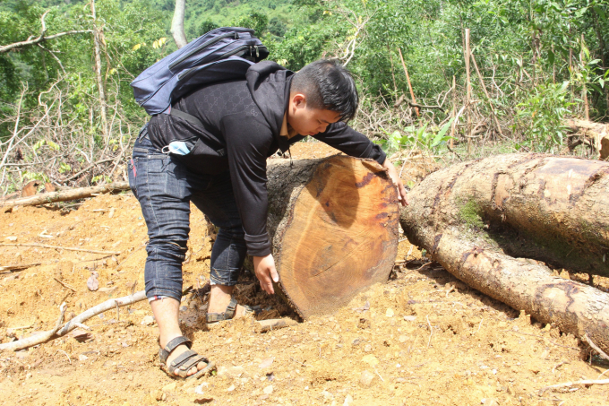 1-1351_20211101_195.jpg Một đoạn gỗ sưa có đường kính khoảng 80cm chưa được vận chuyển đi. Ảnh: L.K.