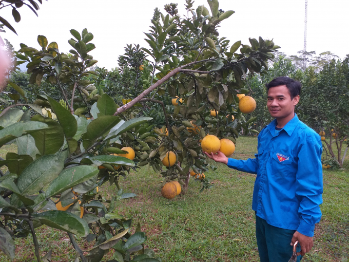 10251053buoi-dien-102510.jpg Cẩm Khê chủ trương mở rộng diện tích trồng bưởi một cách cẩn trọng, khoa học, theo quy hoạch, tránh phát triển ồ ạt. Ảnh: Mạnh Thuần.
