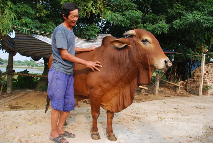Con bò - một tài sản giá trị của người nông dân. Ảnh: Dương Đình Tường.