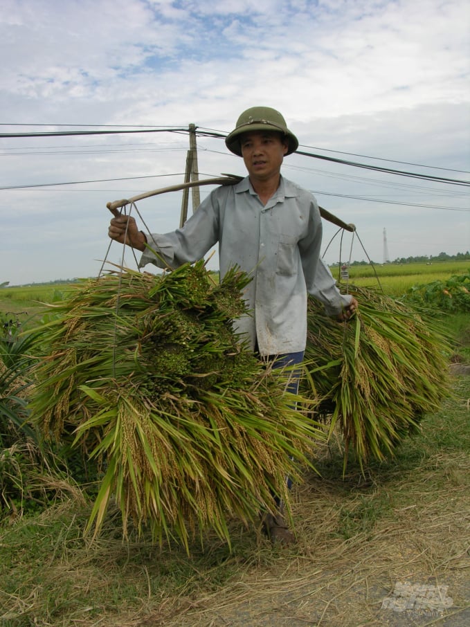 Cách hợp tác những nông dân nhỏ lẻ thế nào vẫn là một bài toán khó. Ảnh: Dương Đình Tường. 