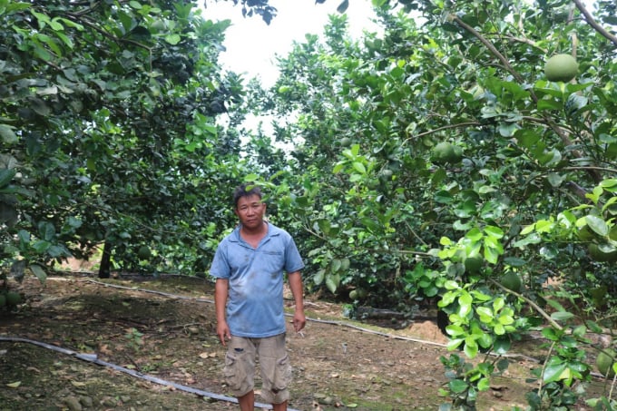 z2915334884138_3737c493fd9d1261c6e50991f469cc31-1121_20211108_785.jpg Với cây ăn quả, Khánh Hòa đặt mục tiêu hình thành vùng sản xuất cây ăn quả hữu cơ đạt khoảng 500 ha vào năm 2025. Ảnh: KS.