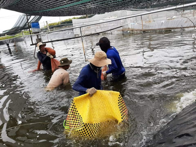 Many shrimp farming businesses and households are granted food safety and hygiene certificates. Photo: Trong Linh.