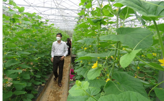 Ở khu trồng dưa lưới đang ra hoa đậu trái. Ảnh: Công Điền.