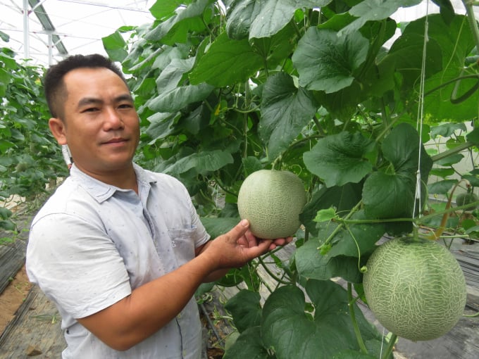 Anh Tấn bên khu có dưa lưới sắp vào kỳ thu hoạch. Ảnh: Công Điền.