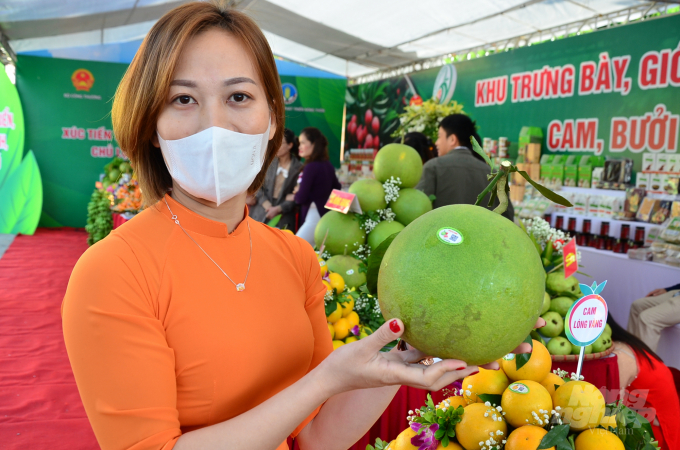 watermark_dsc_5545-1408_20211111_45.jpg Bưởi da xanh Lục Ngạn. Ảnh: Quang Dũng.
