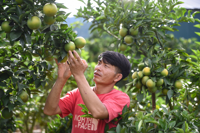 Cần một tầm chiến lược dài hạn cho ngành nông nghiệp. Ảnh: MP.