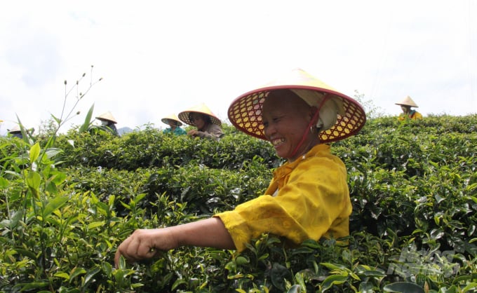 Lao động địa phương hái chè cho Công ty TNHH Kolia. Ảnh: Công Hải.