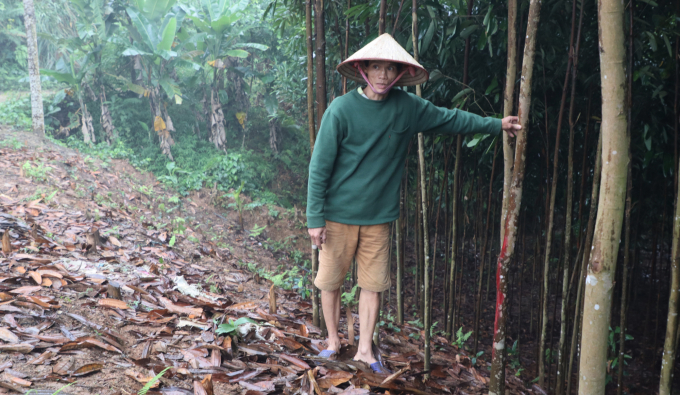 Ông Đào Kim Cương bên rừng quế gia đình ông hiến đất làm đường. Ảnh: Thái Sinh.