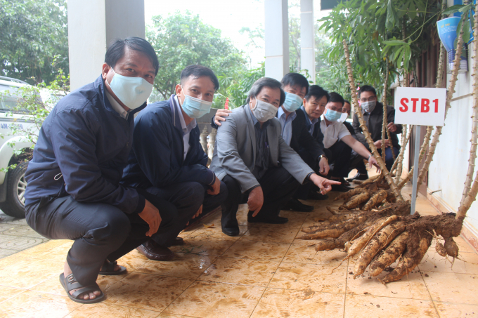 Giống sắn STB1 cho năng suất cao, chịu hạn tốt. Ảnh: PVT.